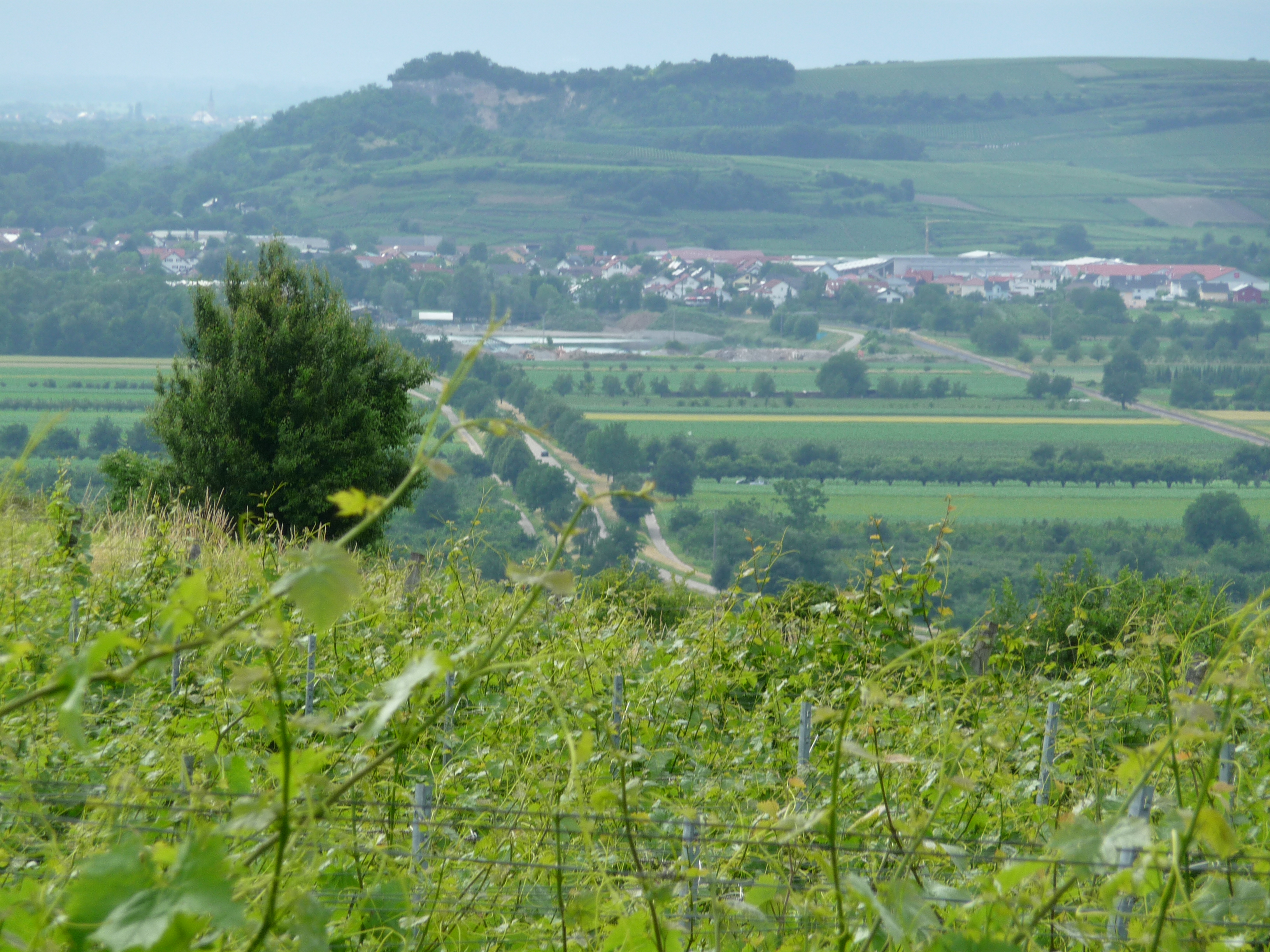 Ausblick vom Kaiserstuhl zum tuniberg