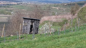 Rebhtte im Kaiserstuhl