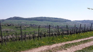 Blick ins Zentrum vom Kaiserstuhl