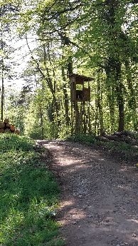 Schne Waldwege im Schwarzwald