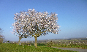 Kirschbaum auf dem Tuniberg